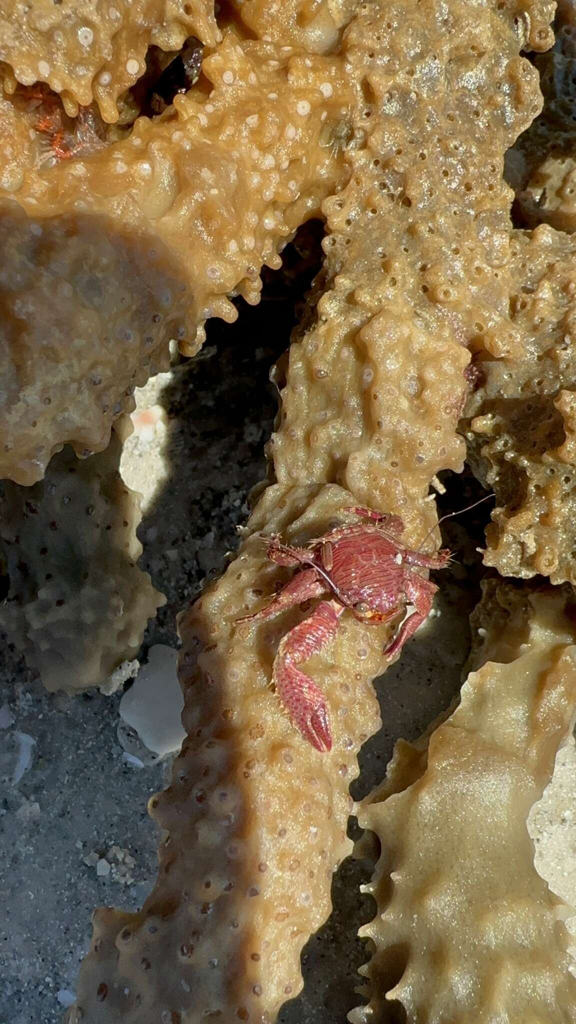 Image of banded porcelain crab