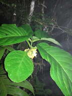 Image of Drymonia macrantha (Donn. Sm.) D. N. Gibson