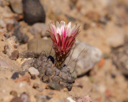 Image of Eriosyce crispa (F. Ritter) Katt.