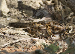 Image of Red-necked Nightjar