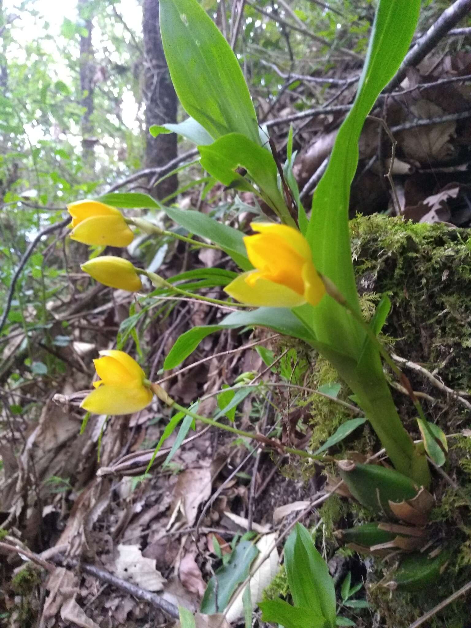 Image of Sweet scented Lycaste