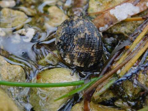 Image of Antillean nerite