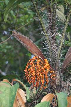 Image of Bactris campestris Poepp.