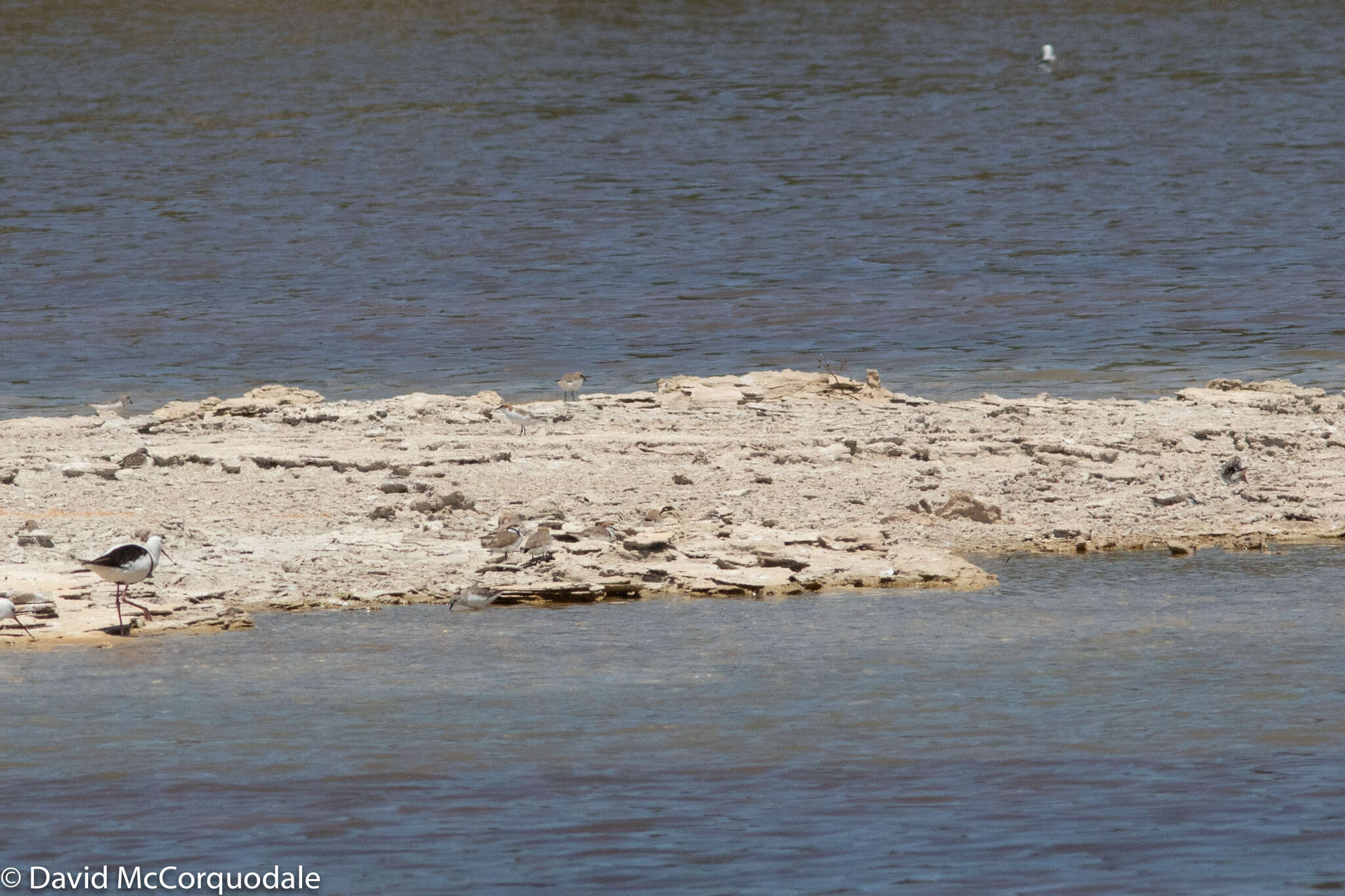 Image of Red-capped Dotterel