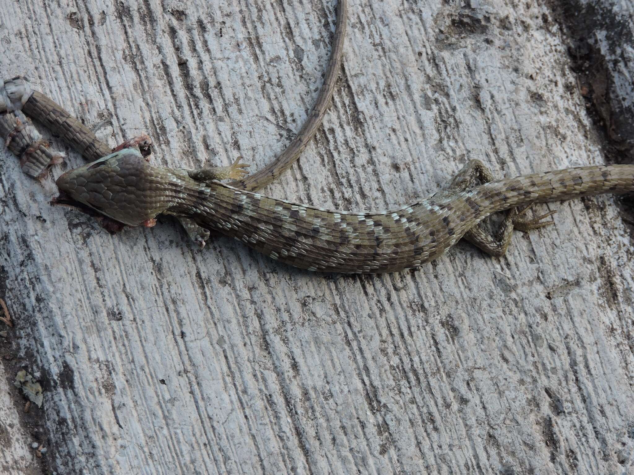 Image of Texas Alligator Lizard