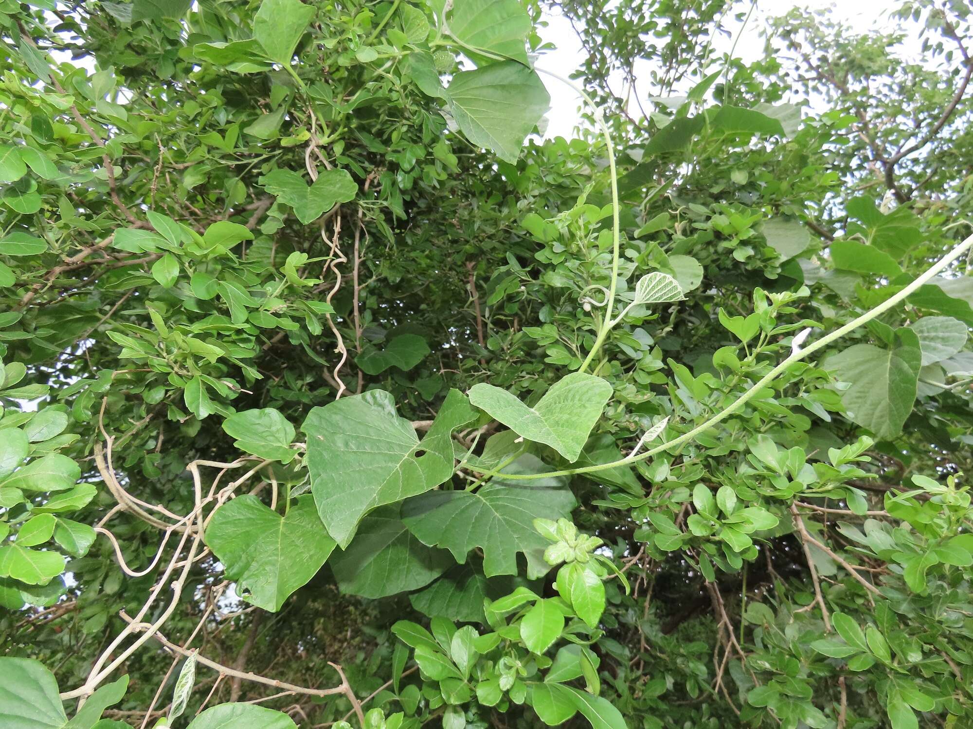 Image of Ipomoea albivenia (Lindl.) Sweet