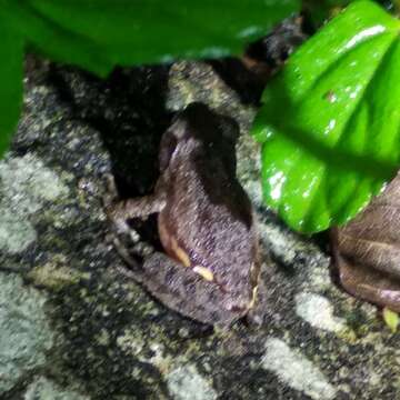 Image of Kudremukh bush frog