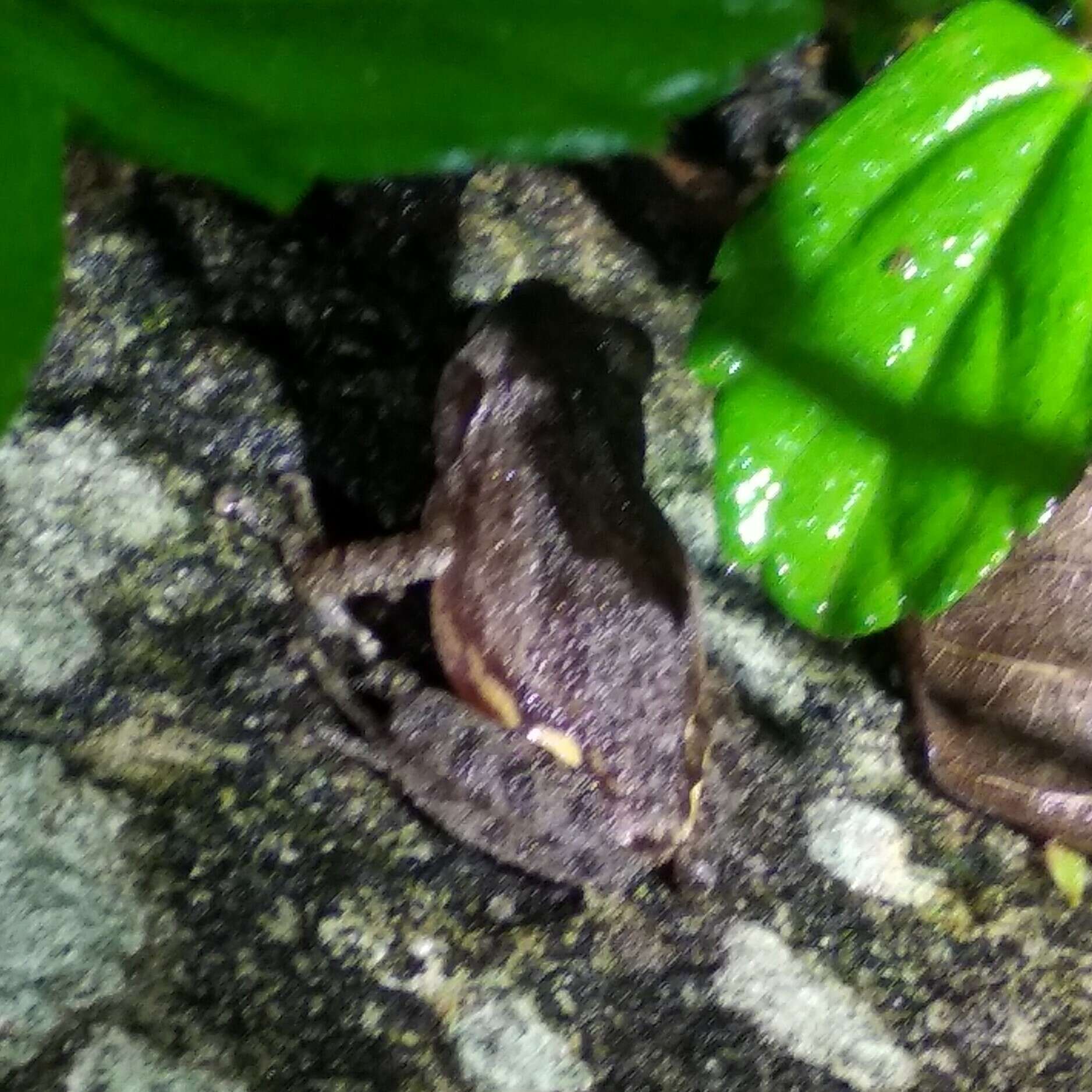 Image of Kudremukh bush frog