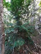 Image of Mt Spurgeon Black Pine