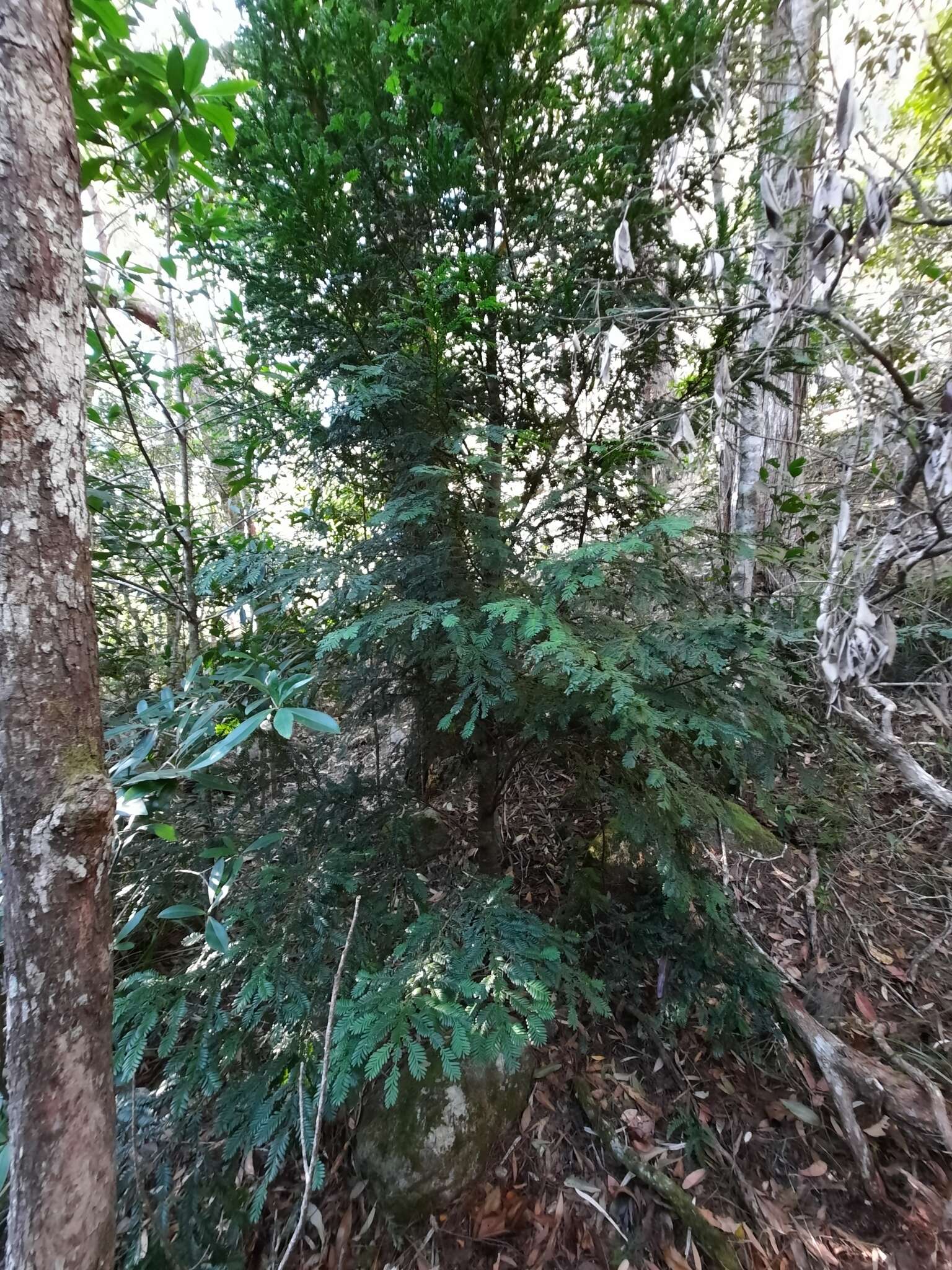 Image of Mt Spurgeon Black Pine