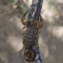 Image of Centruroides bani Armas & Marcano Fondeur 1987