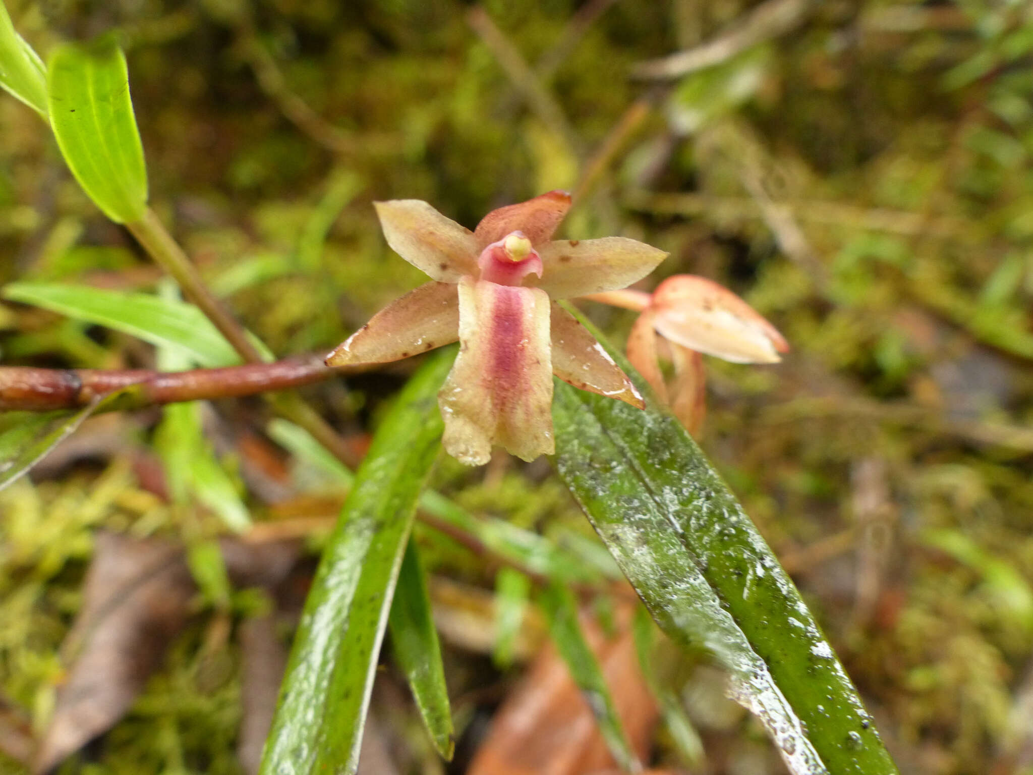 Plancia ëd Scaphyglottis punctulata (Rchb. fil.) C. Schweinf.