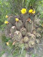 Image de Trichocereus walteri