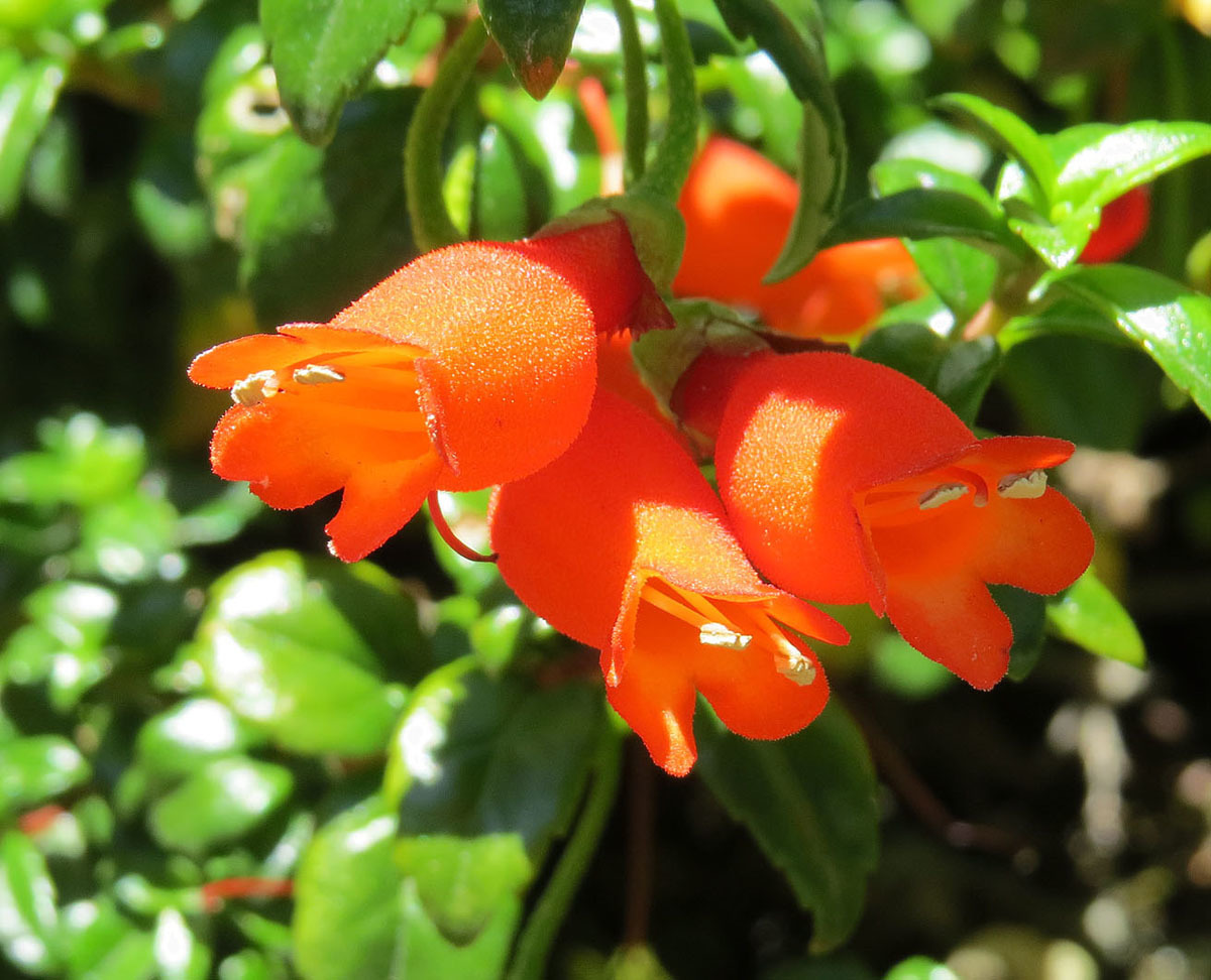 Mitraria coccinea (rights holder: Dick Culbert)