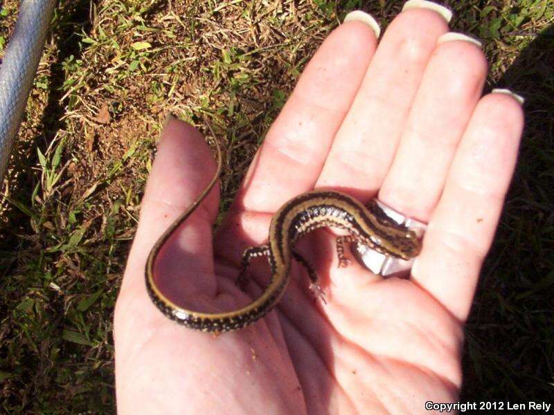 Image of Three-lined Salamander