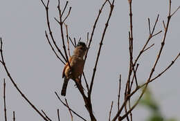 Image of Rufous-winged Antshrike