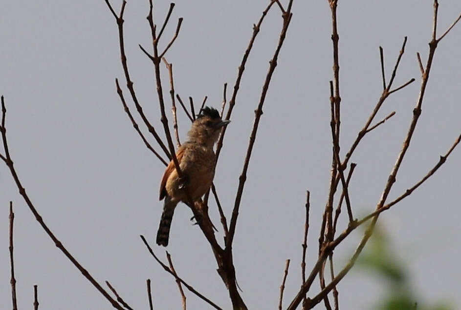 Image of Rufous-winged Antshrike