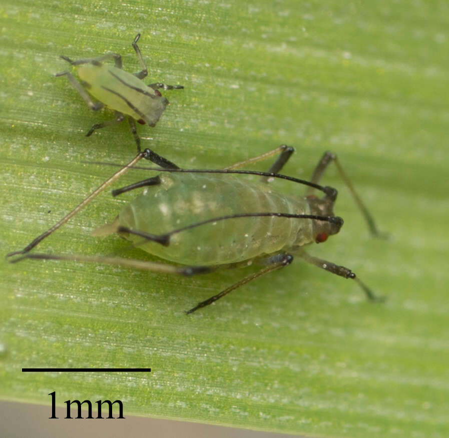 Image of English Grain Aphid