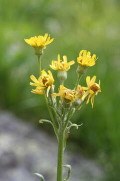 Image of Tephroseris balbisiana (DC.) Holub