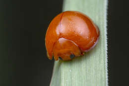 Image of Lady beetle