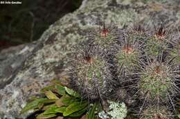 Image de Echinocereus acifer (Otto ex Salm-Dyck) Lem.