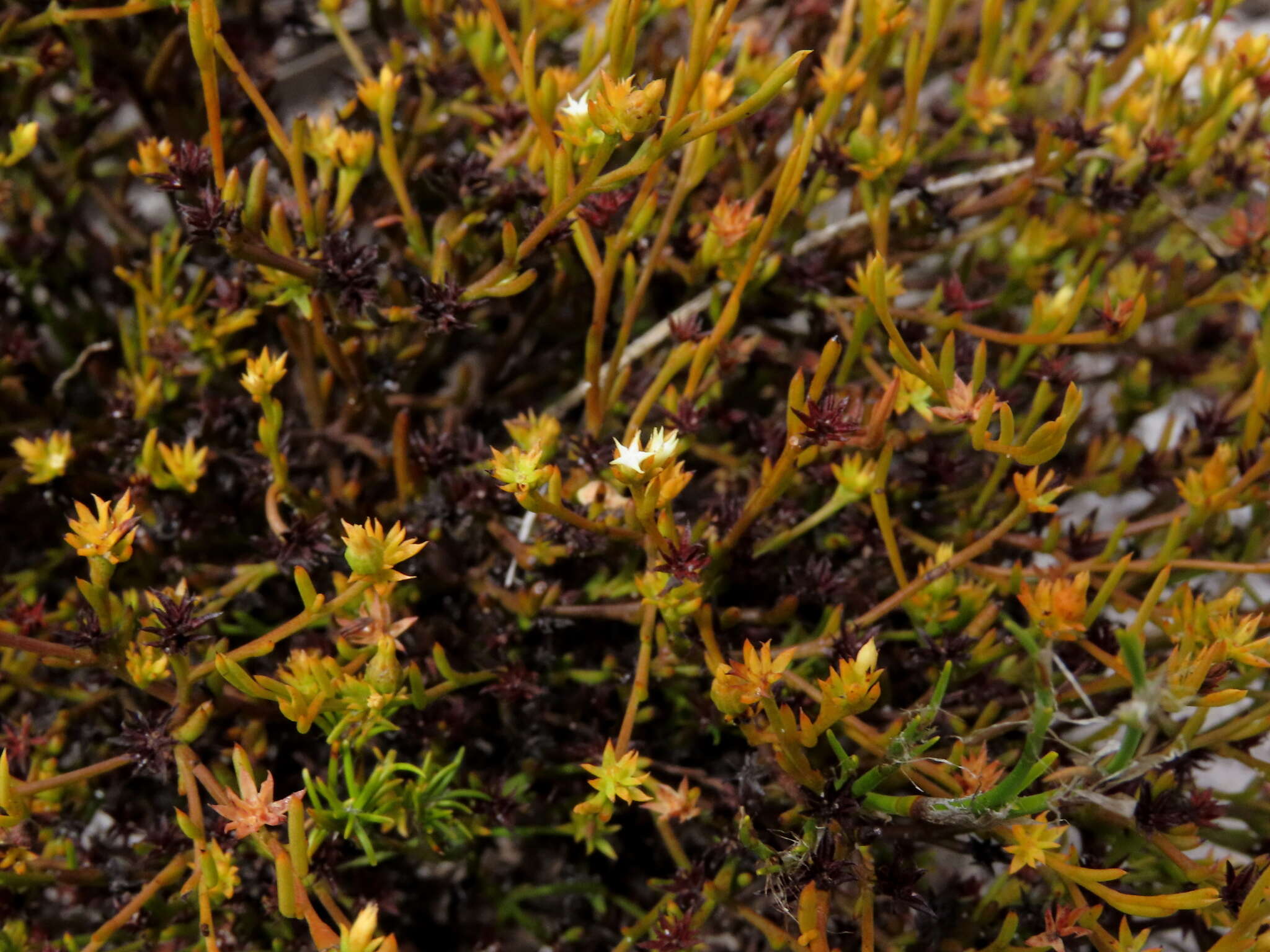 Image of Thesium acuminatum A. W. Hill