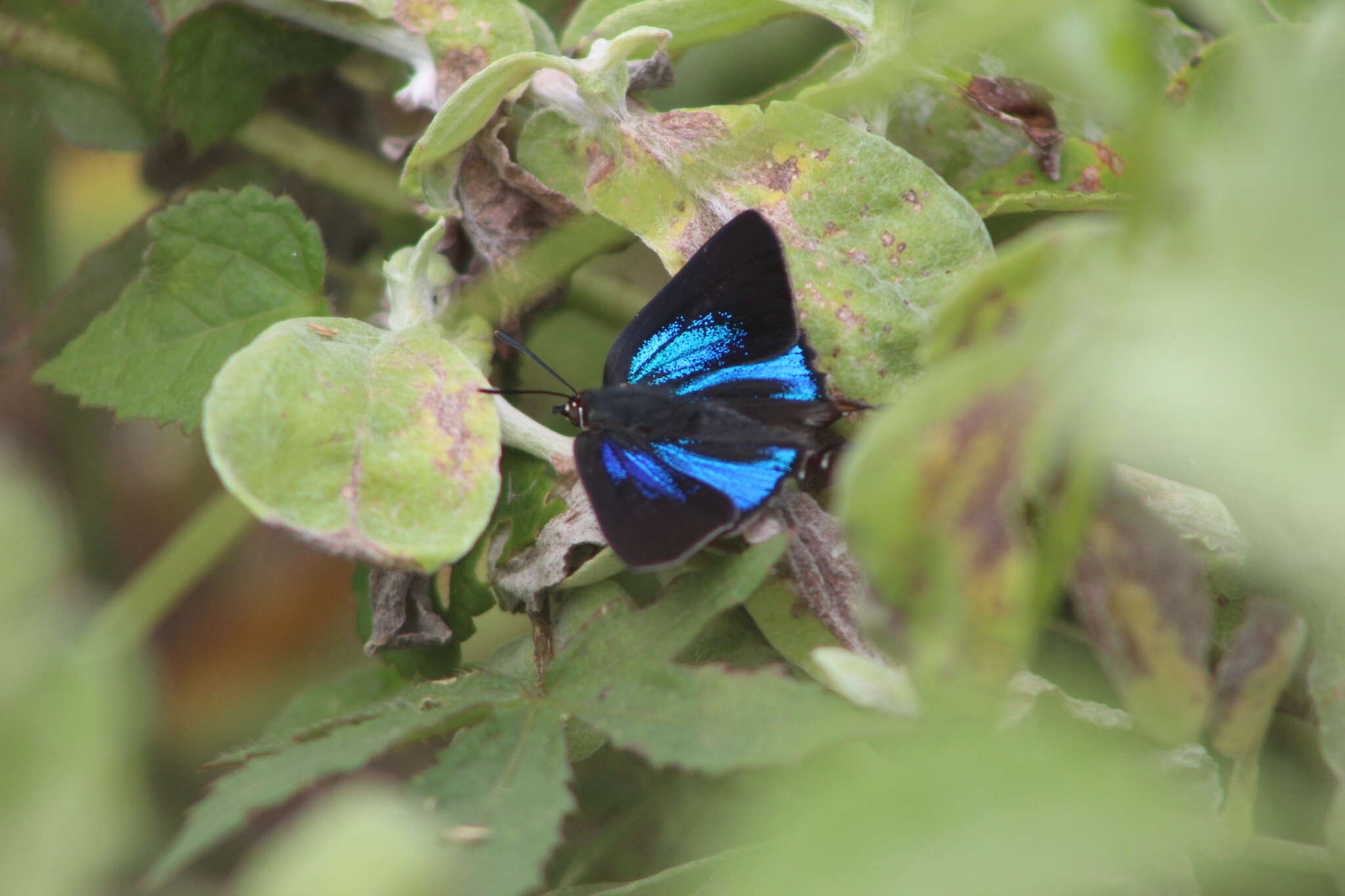 Image of Myrina dermaptera (Wallengren 1857)