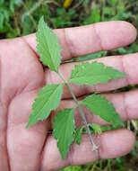 Image of Adenophyllum glandulosum (Cav.) J. L. Strother