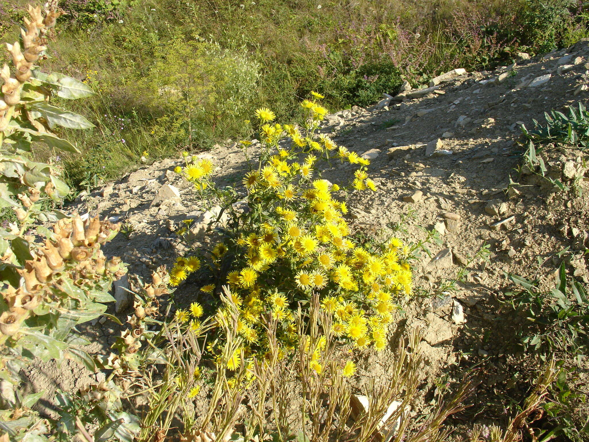 Image of British yellowhead