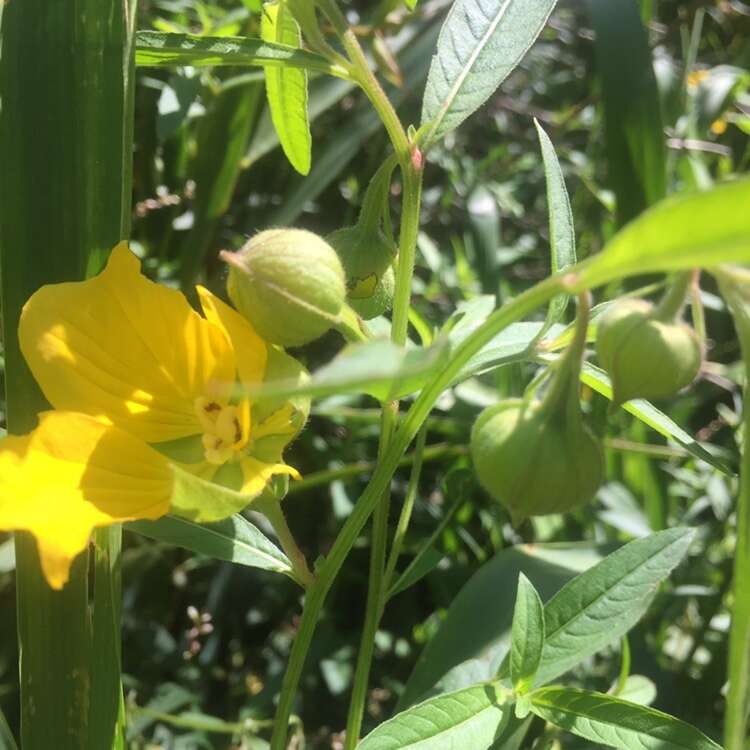 صورة Ludwigia bonariensis (Micheli) Hara