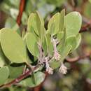 Arctostaphylos benitoensis J. B. Roof resmi