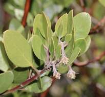 Image of manzanita