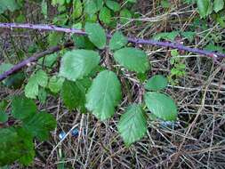 Image of Rubus rubritinctus W. C. R. Watson