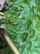 Image of Hymenophyllum demissum (G. Forst.) Sw.