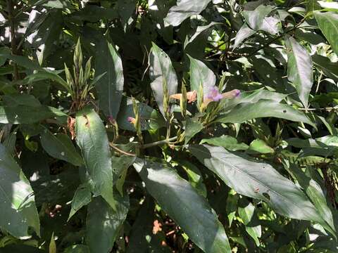 Strobilanthes longespicatus Hayata resmi