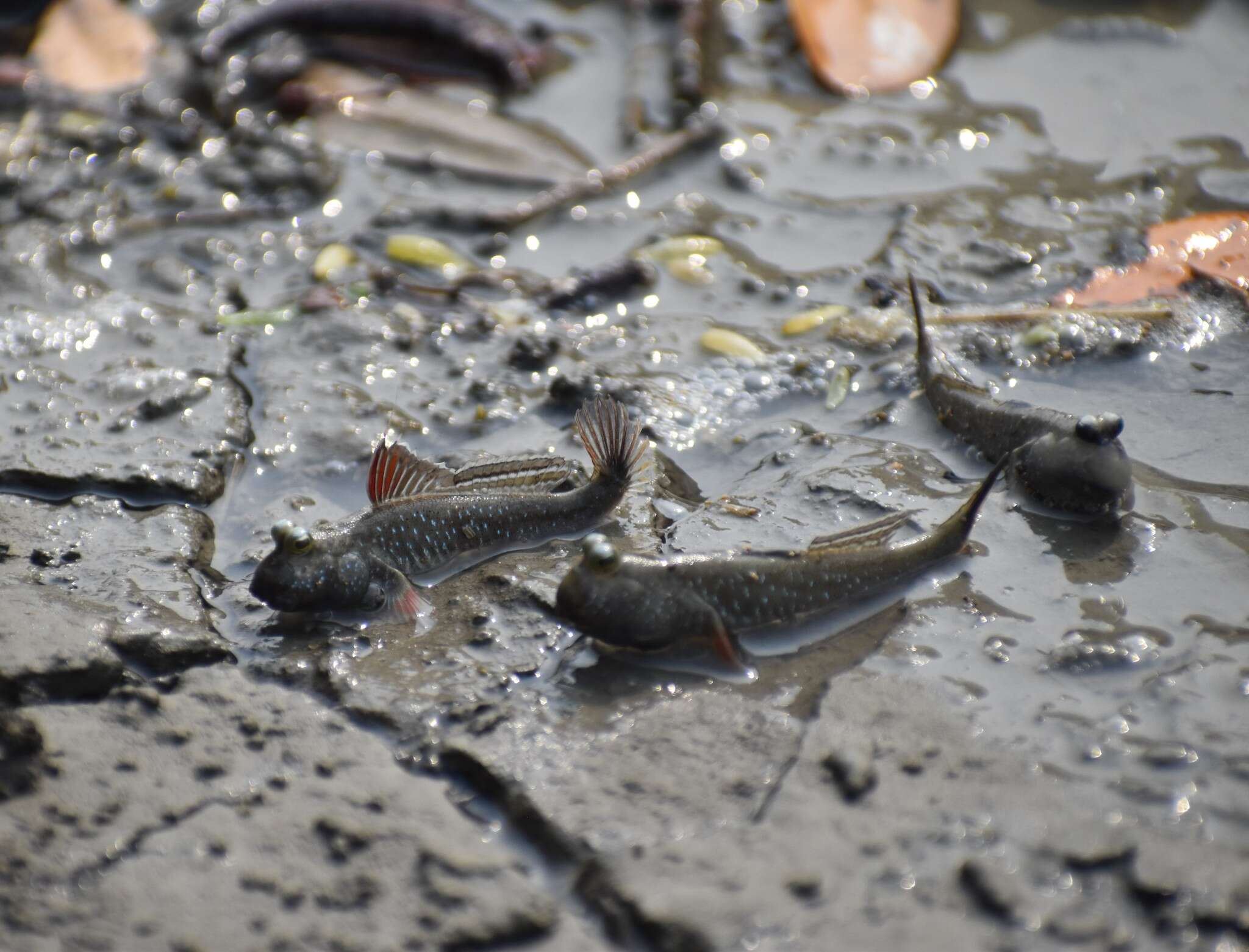 Image of Pearse's mudskipper