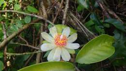 Image of Barbados shrub