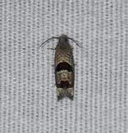 Image of Sunflower Bud Moth