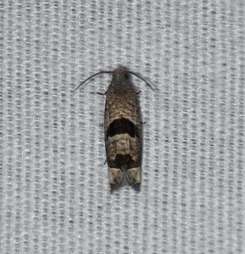 Image of Sunflower Bud Moth