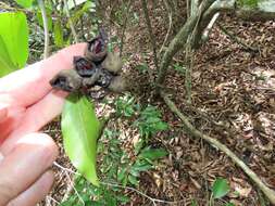 Imagem de Uvaria lucida subsp. virens (N. E. Br.) Verdc.