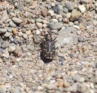 Image de Cicindela (Cicindela) tranquebarica tranquebarica Herbst 1806