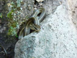 Image of Gaige's Pine Forest Snake