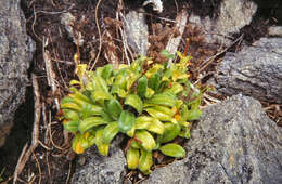 Image of Myosotis rakiura L. B. Moore