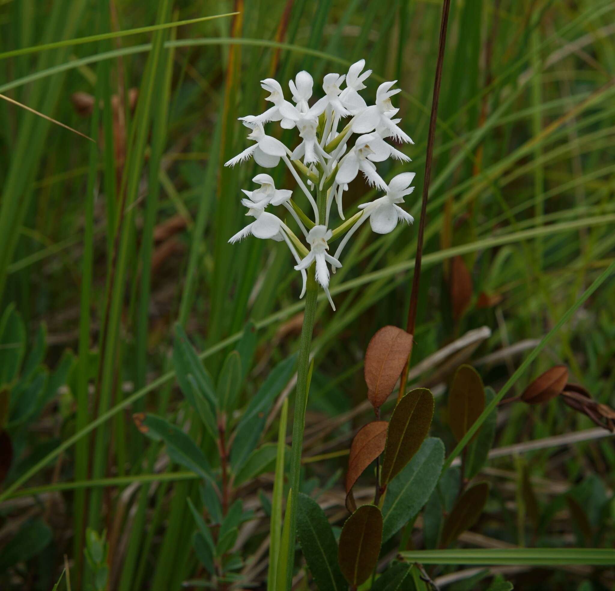 Image de Platanthera blephariglottis (Willd.) Lindl.