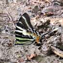 Image of Andamans Swordtail