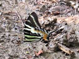 Image of Andamans Swordtail