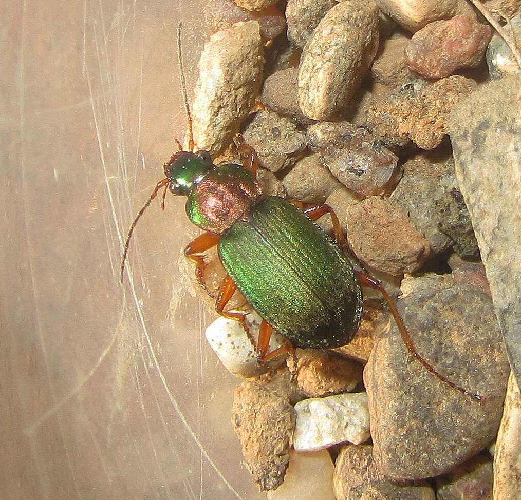 Image of Chlaenius (Chlaeniellus) nitidulus (Schrank 1781)