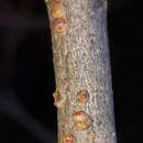 Image of <i>Aceria heteronyx</i>