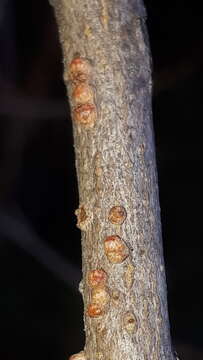 Sivun <i>Aceria heteronyx</i> kuva