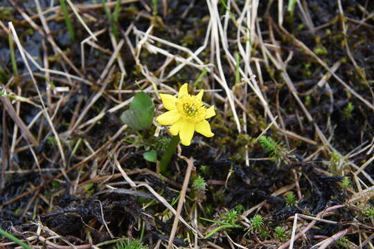 Image of Caltha palustris subsp. violacea (Khokhr.) A. N. Luferov